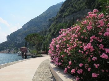 Pink flowering plants by mountains against sky