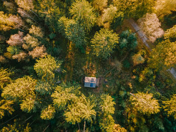 High angle view of trees in forest during autumn