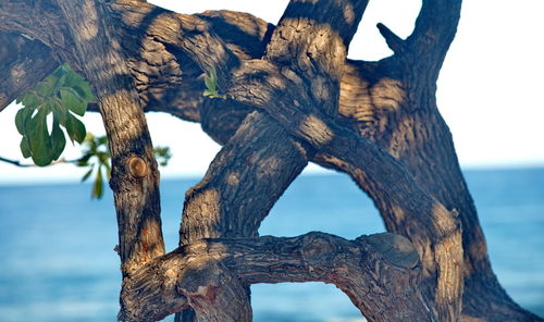 Close-up of tree trunk by sea against sky