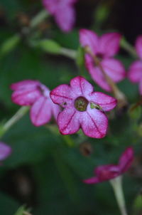 Close-up of pink flowering plant