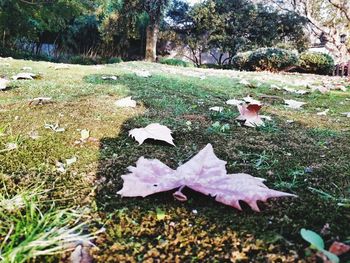 Close-up of fallen autumn leaf on grass