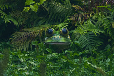 Close-up of frog in fern