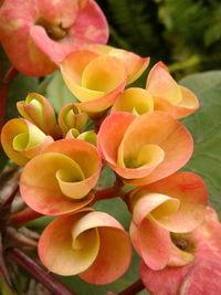 Close-up of flowers against blurred background