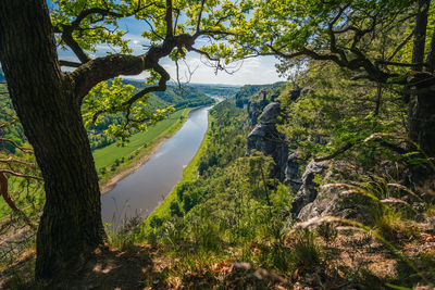 Scenic view of river amidst trees in forest