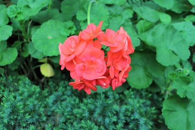 High angle view of red flowering plant