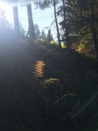 View of tree in forest