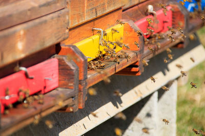 Bees coming back to the hive