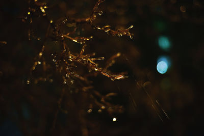 Close-up of spider web on tree at night