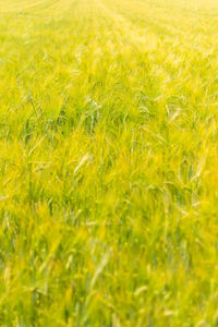 Full frame shot of wheat field