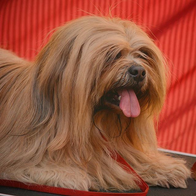 red, domestic animals, dog, animal hair, close-up, long hair, one person, indoors, pets, headshot, blond hair, one animal, portrait, pink color, mammal, focus on foreground, brown hair, young women, human hair, person