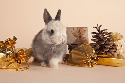 Close-up of rabbit on table