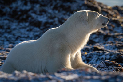 Backlit polar bear lies on snowy rocks