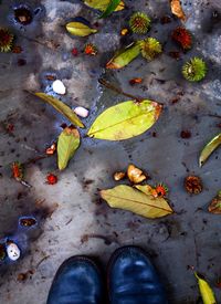 High angle view of leaves on street