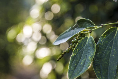 Close-up of wet leaves on tree