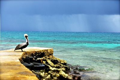 Seagull on beach