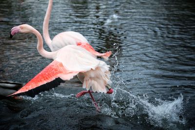 Close-up of bird in water