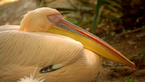 Close-up of pelican