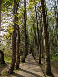 Empty road along trees in forest