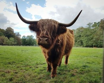 Cow standing on field against sky