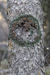 Close-up of lichen on tree trunk