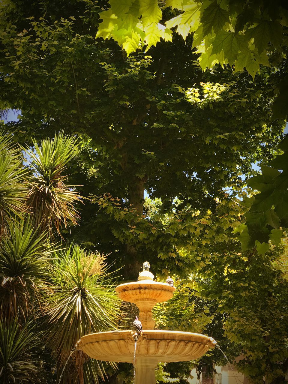 tree, no people, outdoors, growth, day, nature, beauty in nature, water, close-up, freshness