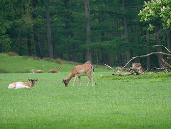 Deers in germany