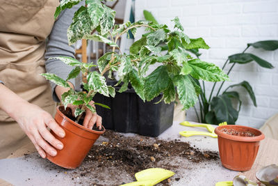 Midsection of woman holding potted plant