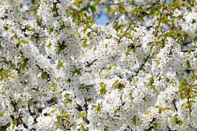 Close-up of white cherry blossom tree