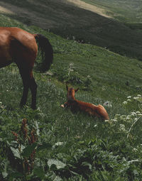 View of horse grazing on field