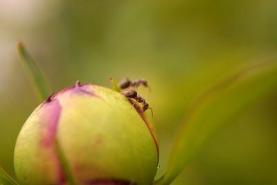 Close-up of insect on plant