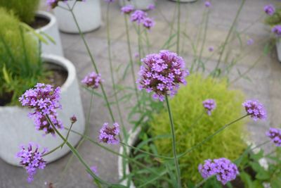 Close-up of purple flowers blooming outdoors