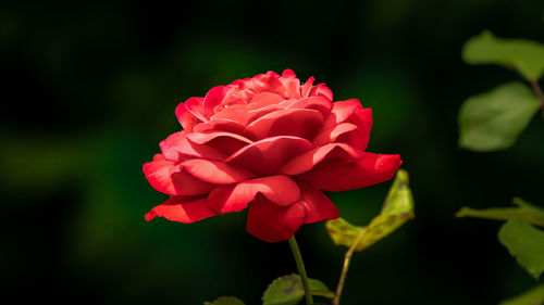 Close-up of pink rose