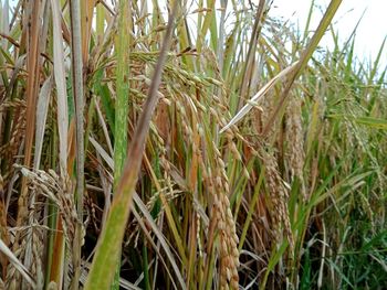 Full frame shot of bamboo plants on field