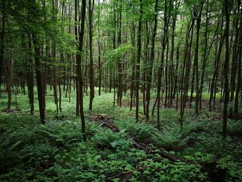 Trees in forest