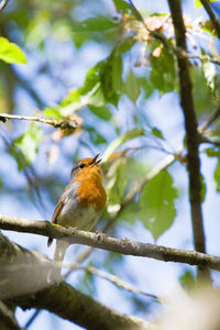 Low angle view of bird perching on branch
