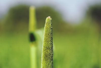 Close-up of plant outdoors