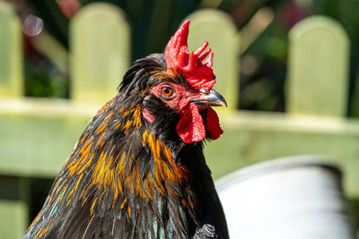 Close up low level view of male rooster cockerel showing black and gold feathers  red crown and eye