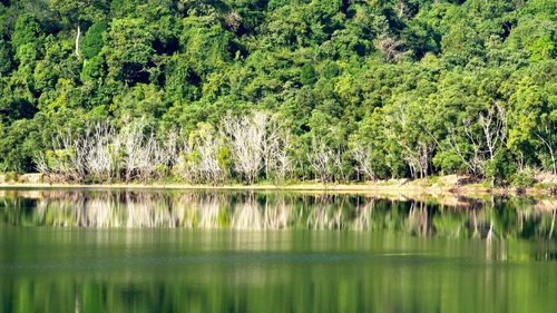 Scenic view of lake in forest