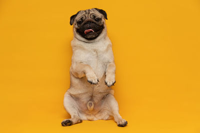 Dog looking away against orange background