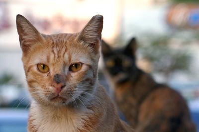 Close-up portrait of cat outdoors