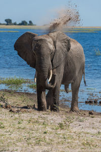 Elephant standing by lake on sunny day