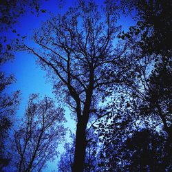 Low angle view of trees against sky