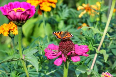 Close-up of butterfly on pink flowers in park