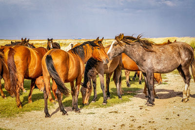 View of horses in field against sky