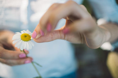 Close-up midsection of woman holding daisy