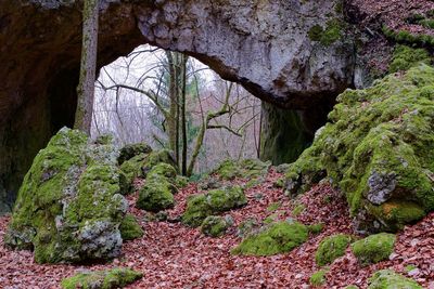 Plants growing on rock