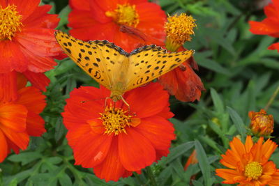 Close-up of orange butterfly on red flowering plant