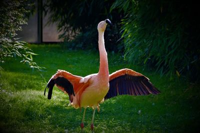 Close-up of bird on grass