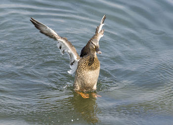 Duck swimming in lake