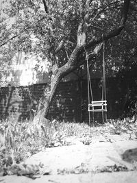 Swing hanging from tree